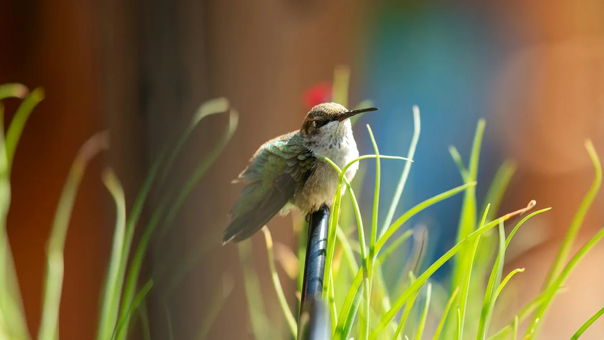 Колибри среди листвы: крупный план, естественный свет