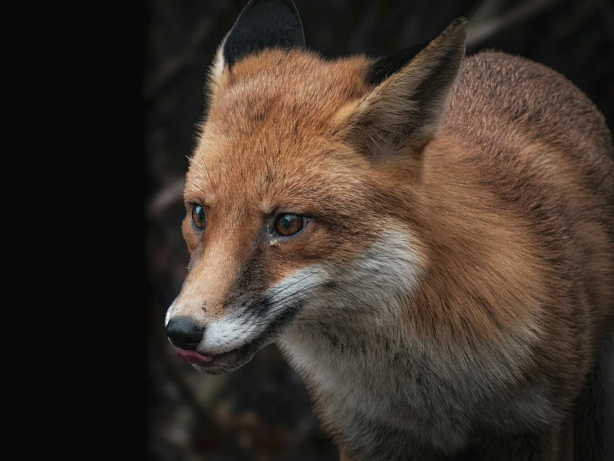 Volpe rossa: primo piano dettagliato su sfondo scuro