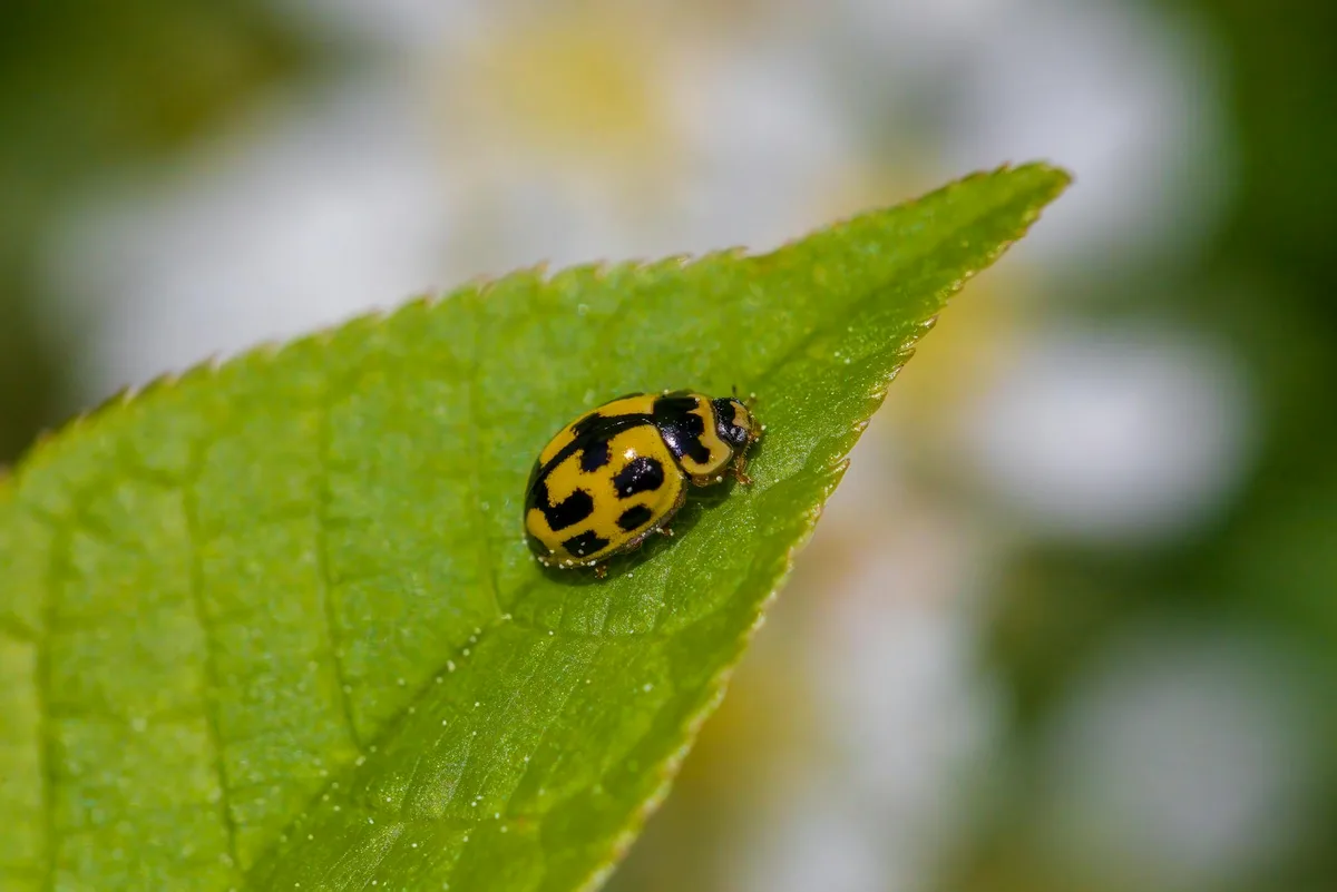 Coccinella gialla su foglia verde: dettaglio natura