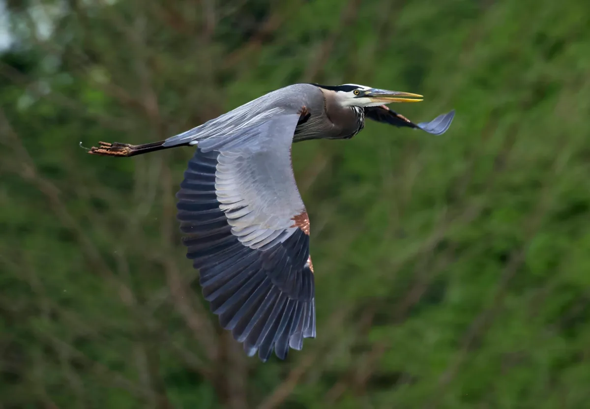 Airone azzurro maggiore in volo sopra una vegetazione lussureggiante, catturato a Decatur, Alabama.