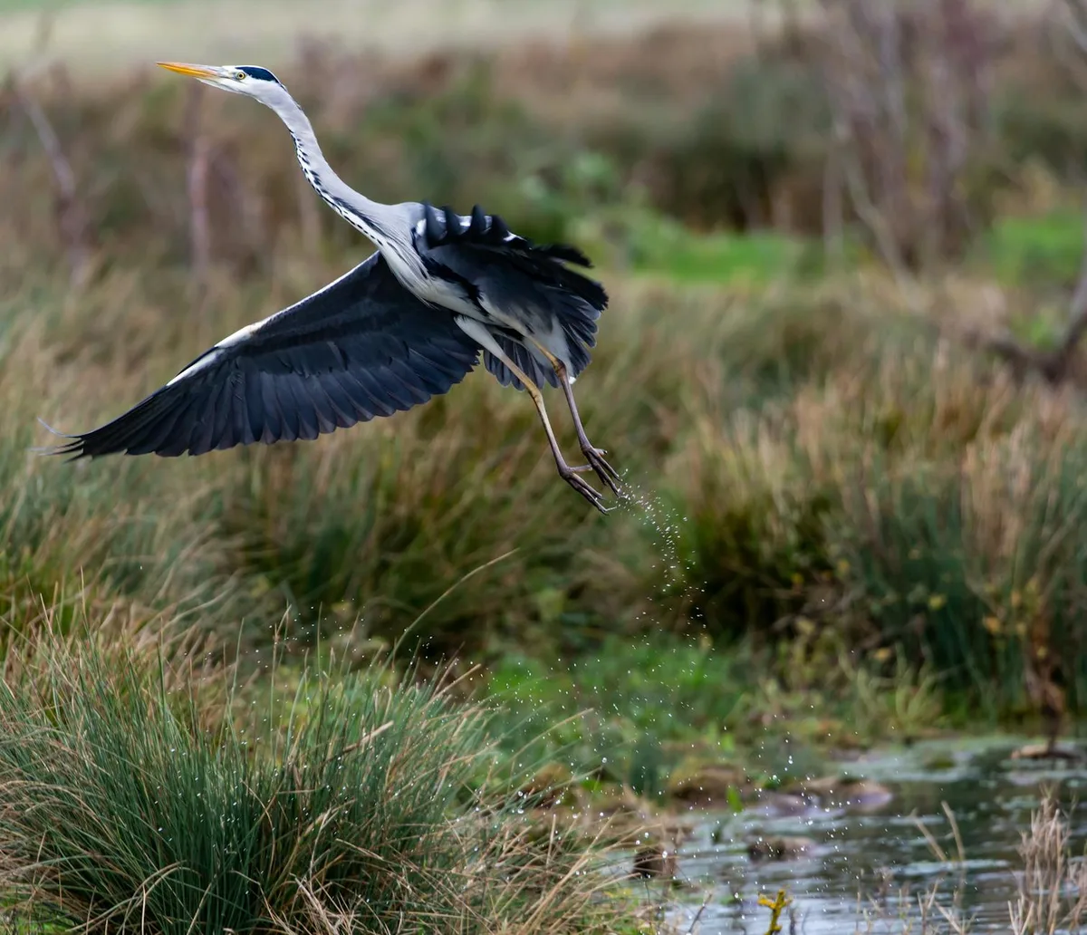 Airone cenerino (Ardea cinerea) in volo su un paesaggio palustre lussureggiante.