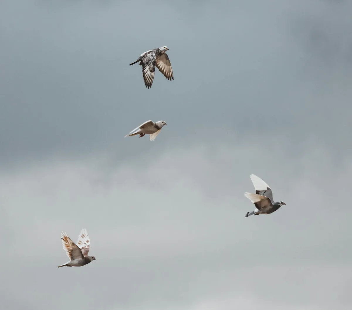 Gruppo di piccioni che volano in alto contro un cielo nuvoloso, simbolo di libertà nella natura.