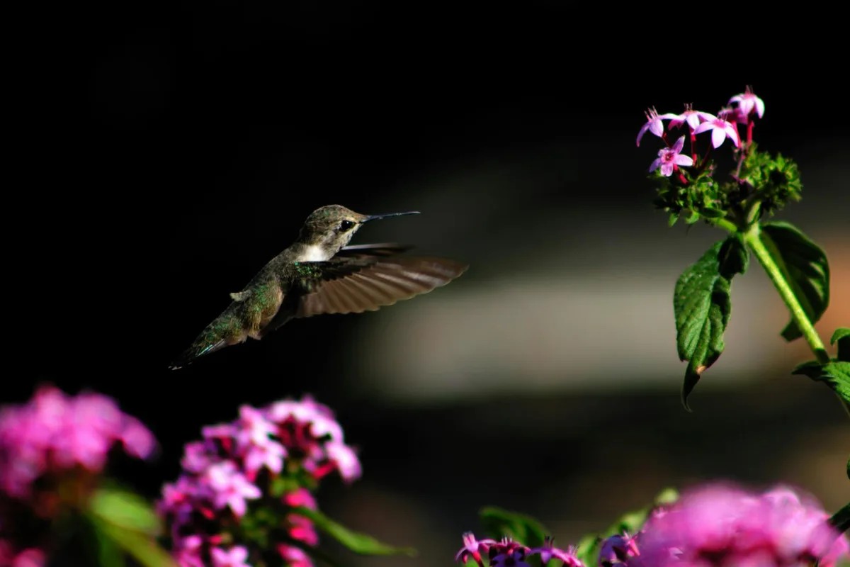 Colibrì che si libra accanto a fiori vivaci, mostrando la bellezza e l'equilibrio della natura.