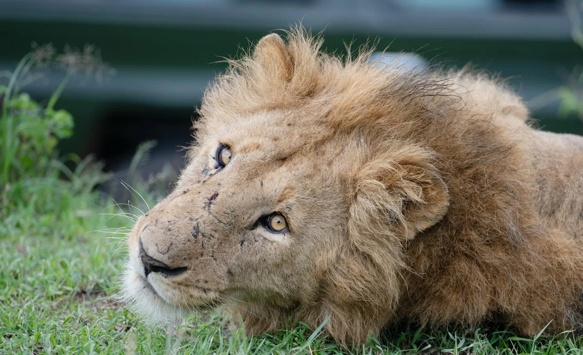 Löwe ruht im Gras mit majestätischer Mähne und gelassenem Ausdruck.