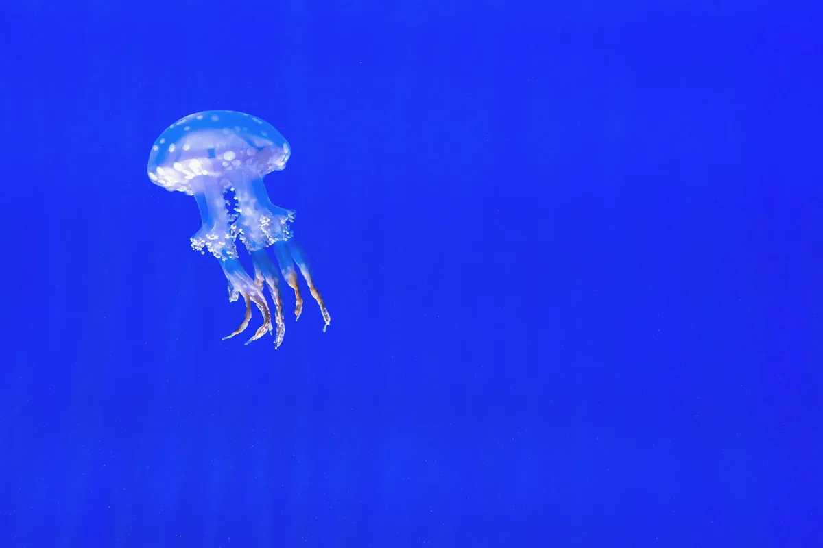 Medusa solitaria che fluttua in un ambiente subacqueo blu vibrante
