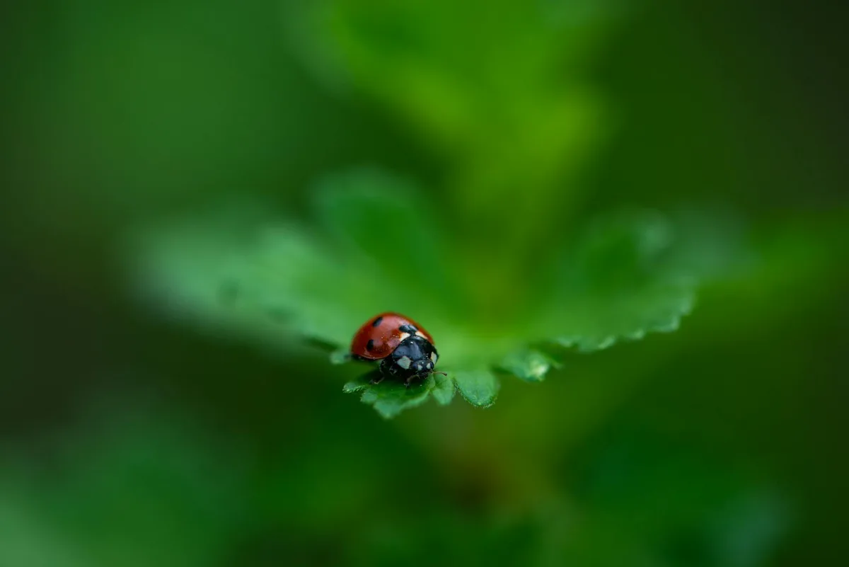 A macro shot of a ladybug resting on a green leaf with a blurred background.