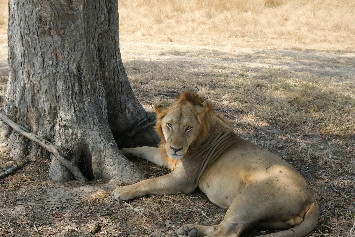 León africano descansa bajo un árbol en Morogoro, Tanzania.