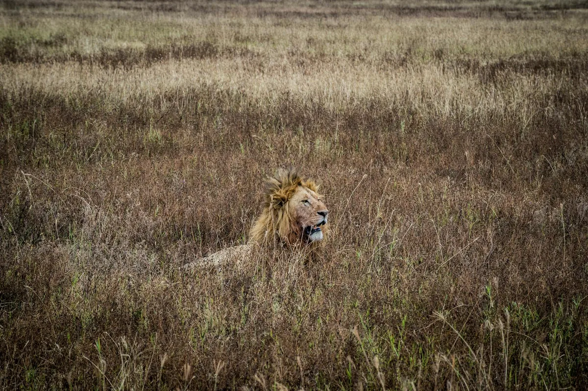 Величественный лев отдыхает в саванне Танзании, сливаясь с ландшафтом.