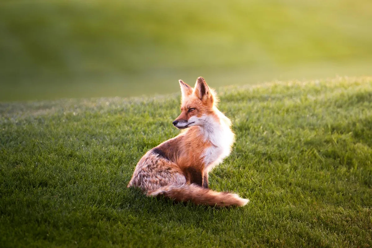 Friedlicher Rotfuchs in üppiger grüner Wiese, natürliche Schönheit und Wildtierruhe.
