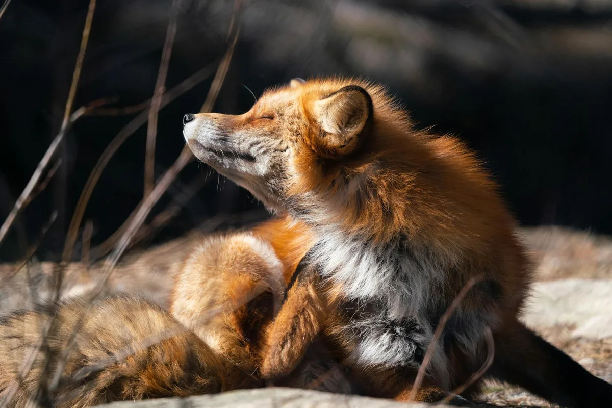 Rotfuchs im Sonnenlicht, friedlicher Moment, leuchtendes Fell.