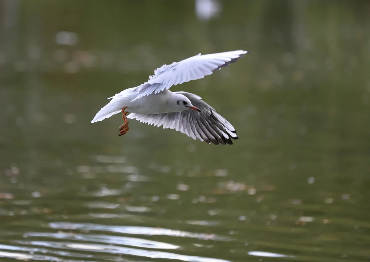 Une mouette vole gracieusement au-dessus d'un plan d'eau, ailes déployées.