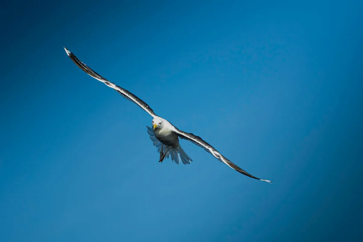 Möwe gleitet im blauen Himmel – Freiheit und Gelassenheit