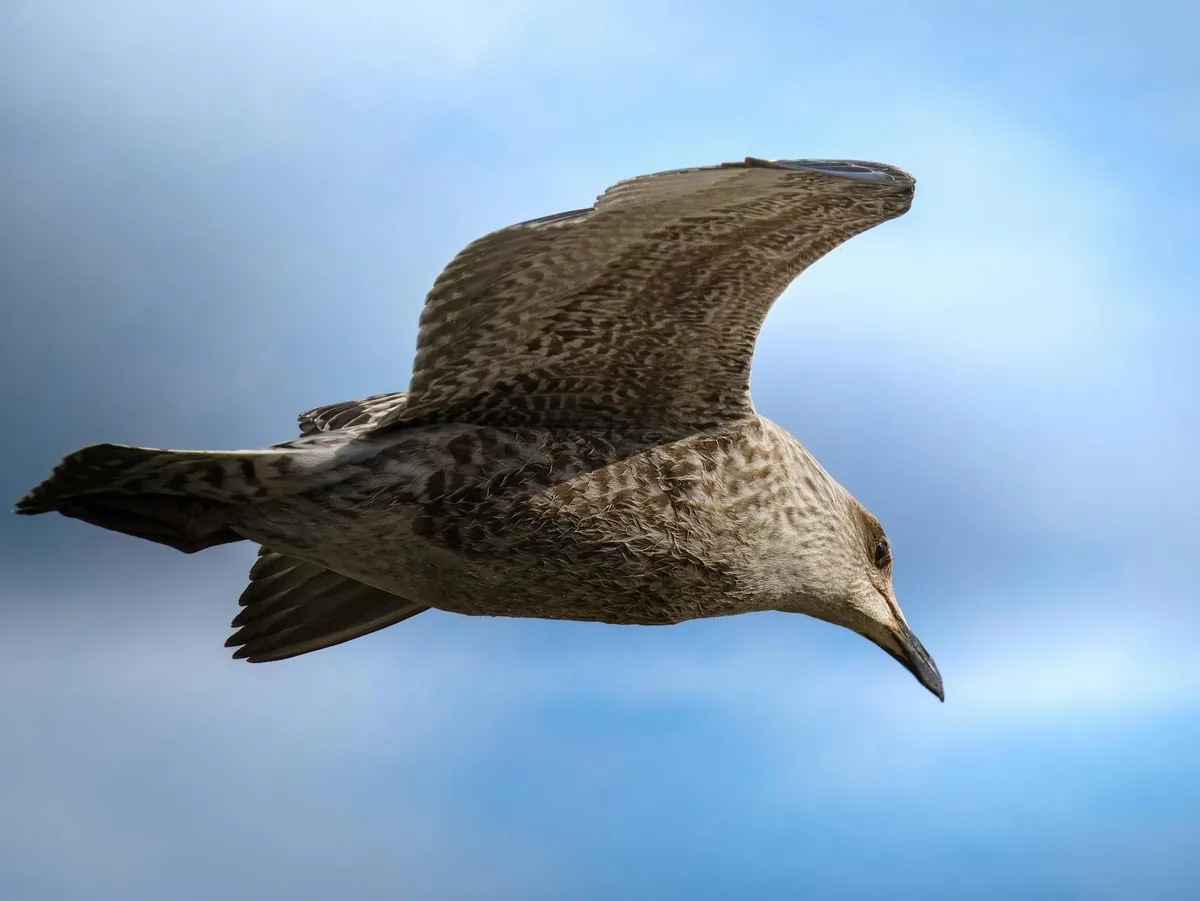 Un gabbiano si libra maestoso nel cielo azzurro, mostrando intricati motivi di piume.