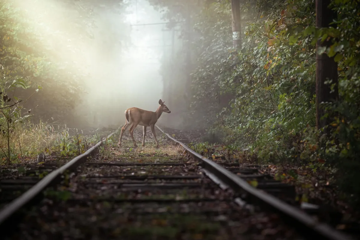 Cervo sereno su binario nebbioso nella foresta all'alba.