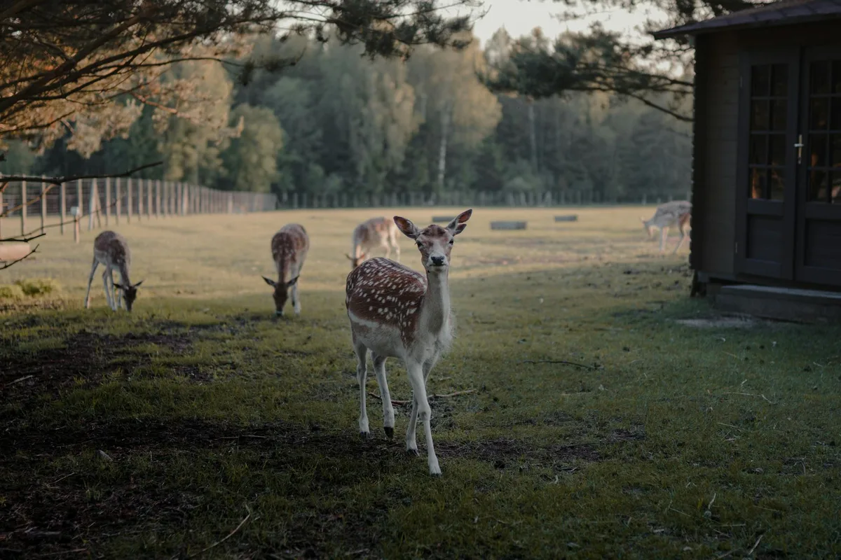 Cerfs paissant paisiblement dans un champ rural entouré d'arbres et d'une clôture.