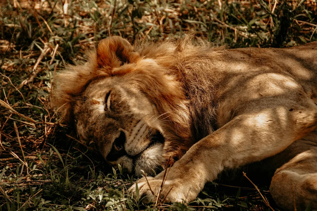 Ruhiger schlafender Löwe mit majestätischer Mähne in natürlicher Umgebung