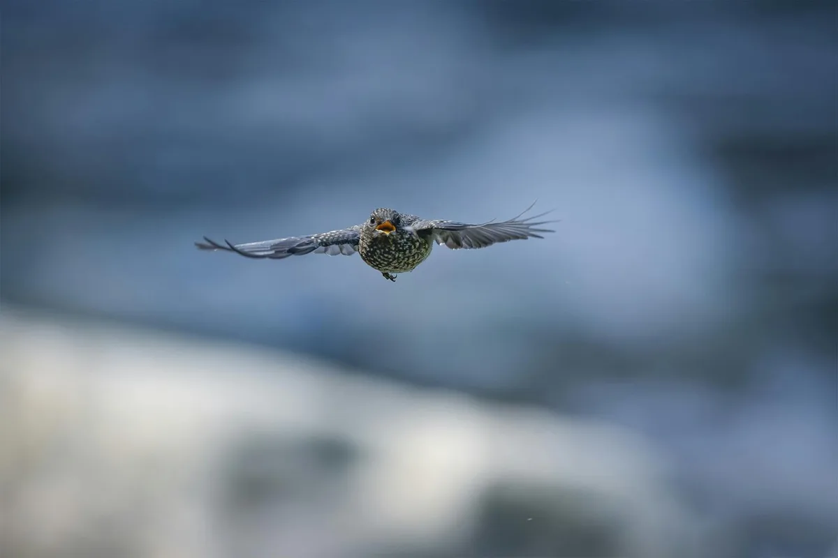 흐릿한 파란 배경 비행 중 얼룩덜룩 명금