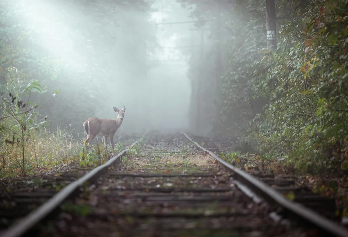 Un cerf solitaire se tient sur des voies ferrées forestières brumeuses, enveloppé de brume sereine.