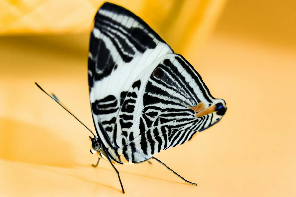 Gros plan de Colobura dirce avec ailes zébrées sur fond jaune doux.