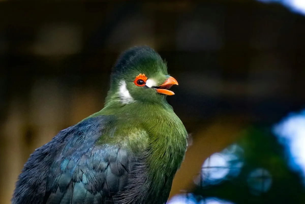 Turaco vert vif aux yeux orange et crête noire perché en extérieur.