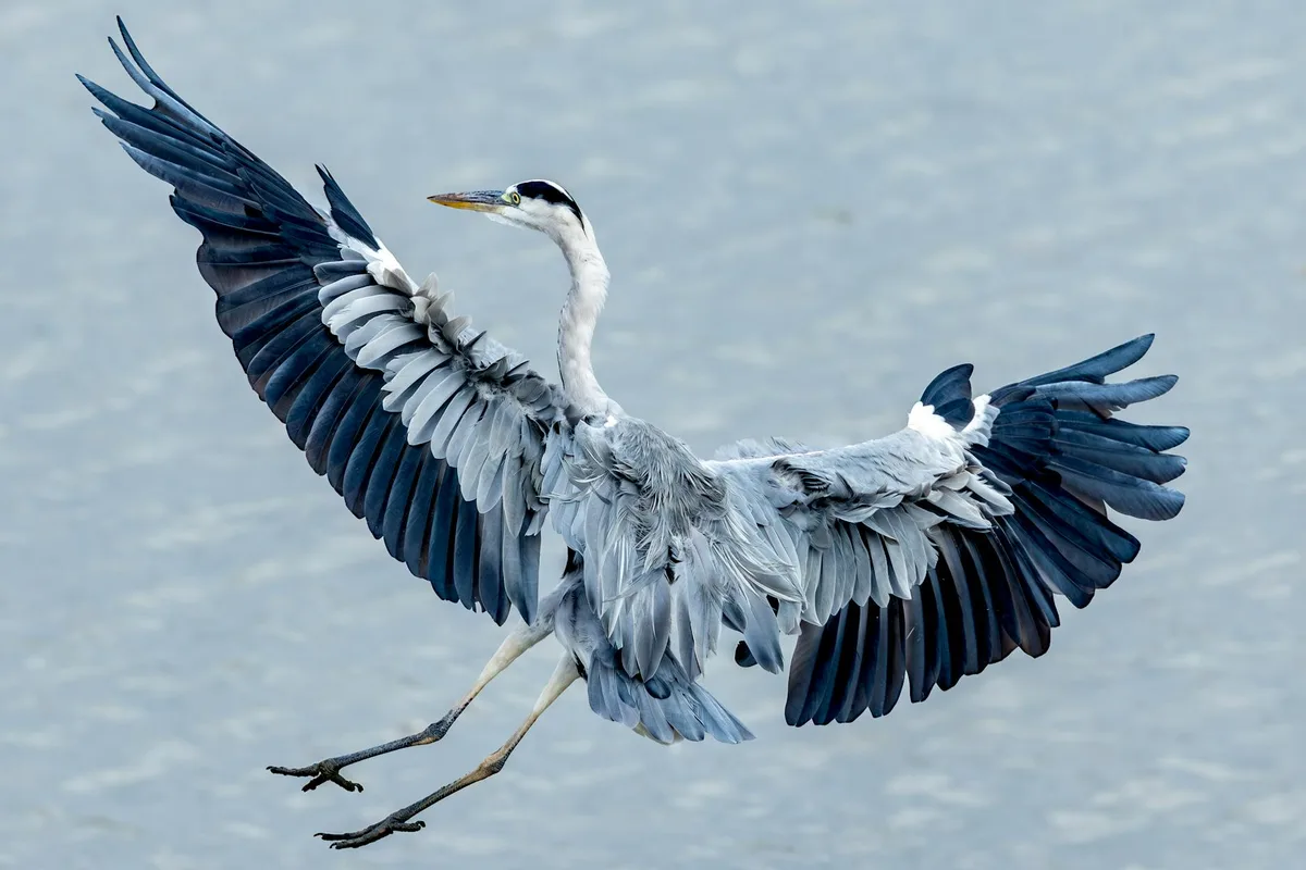 Splendido airone cenerino con ali spiegate plana sull'acqua in volo.