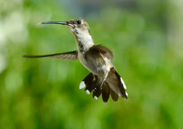 Splendido colibrì in volo macro su sfondo verde sfocato.
