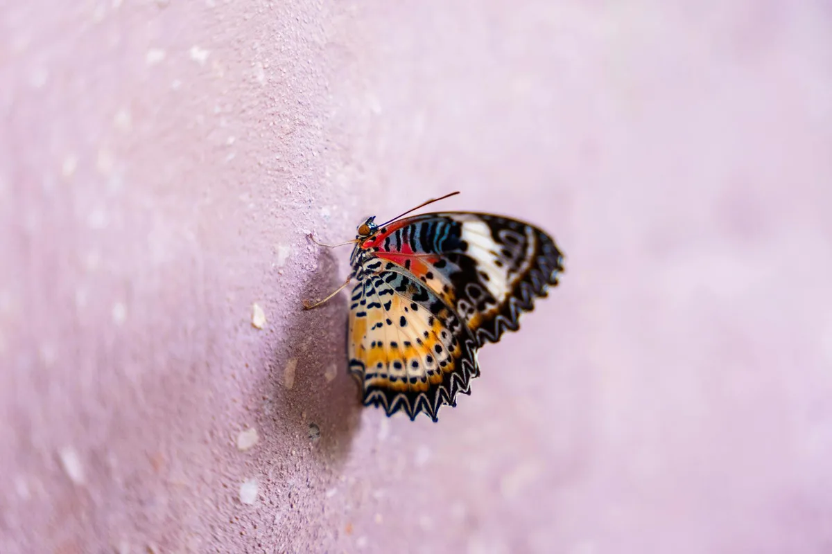 Farfalla vibrante ali multicolori su sfondo pastello strutturato in Cambogia