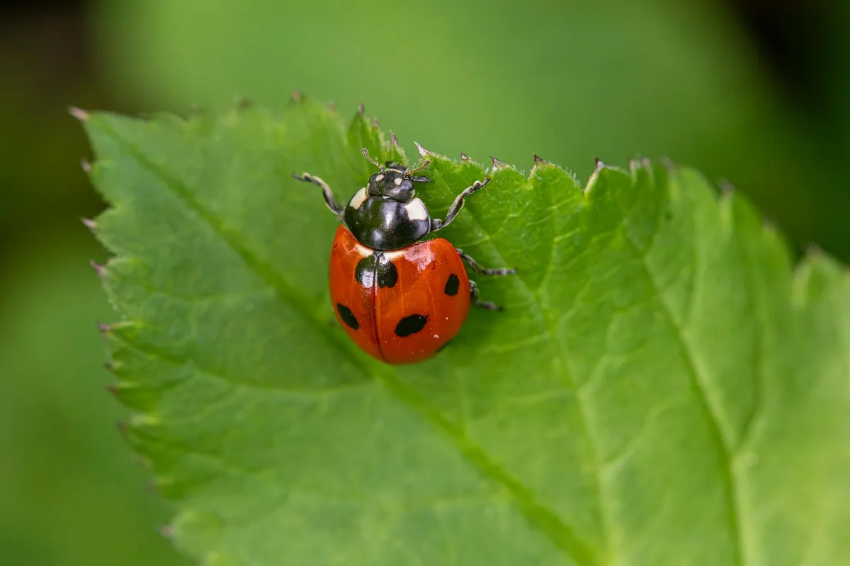 Lebhafter Siebenpunkt-Marienkäfer (Coccinella septempunctata) auf einem frischen grünen Blatt.