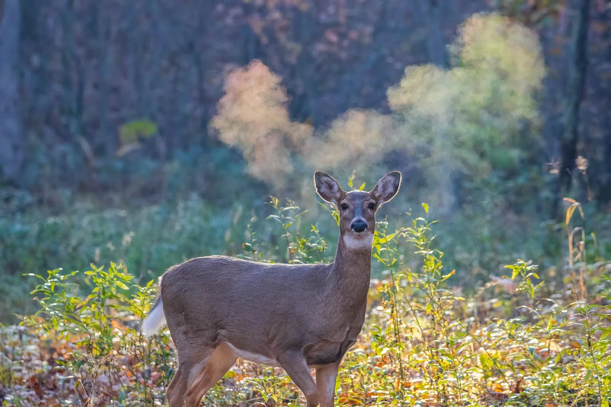 Weißwedelhirsch steht im sonnenbeschienenen nebligen Herbstwald und atmet sichtbare Atemwolken aus.