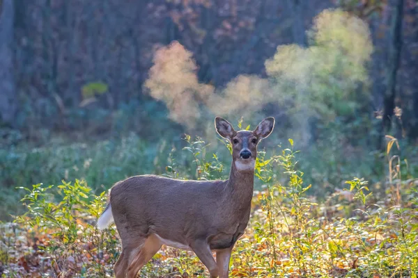 Cervo dalla coda bianca in foresta autunnale nebbiosa illuminata dal sole