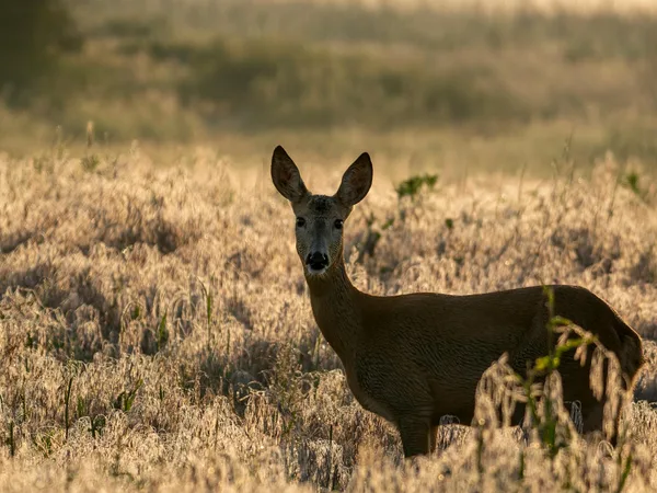 Capriolo selvatico in allerta in un prato polacco illuminato dal sole