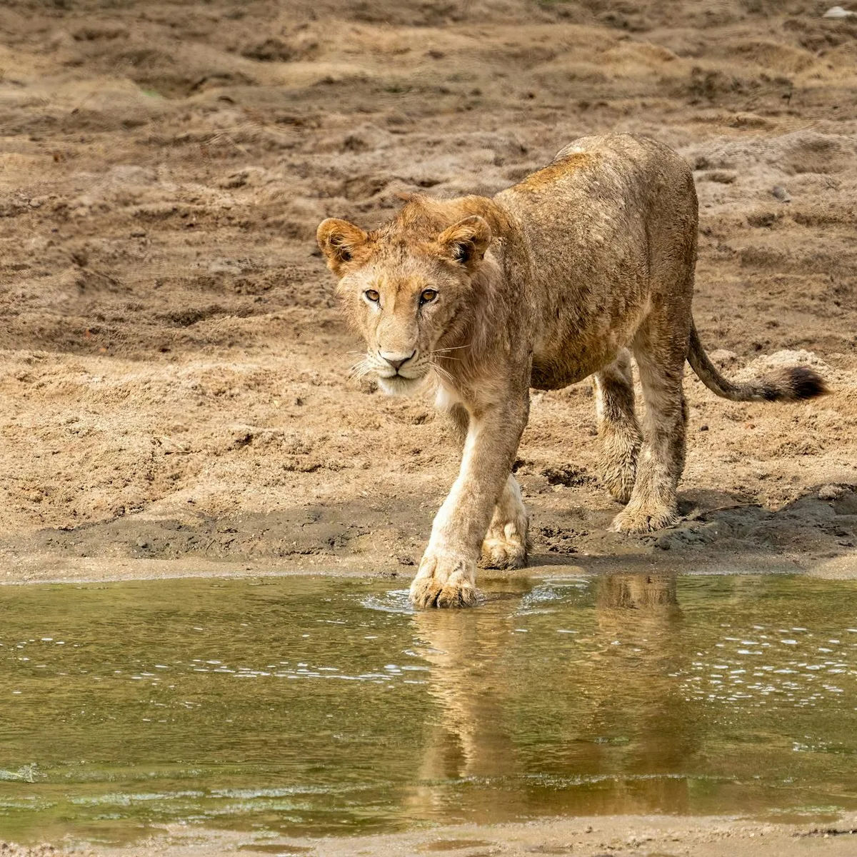 어린 사자가 물웅덩이에 조심스럽게 다가가는 자연 서식지 장면