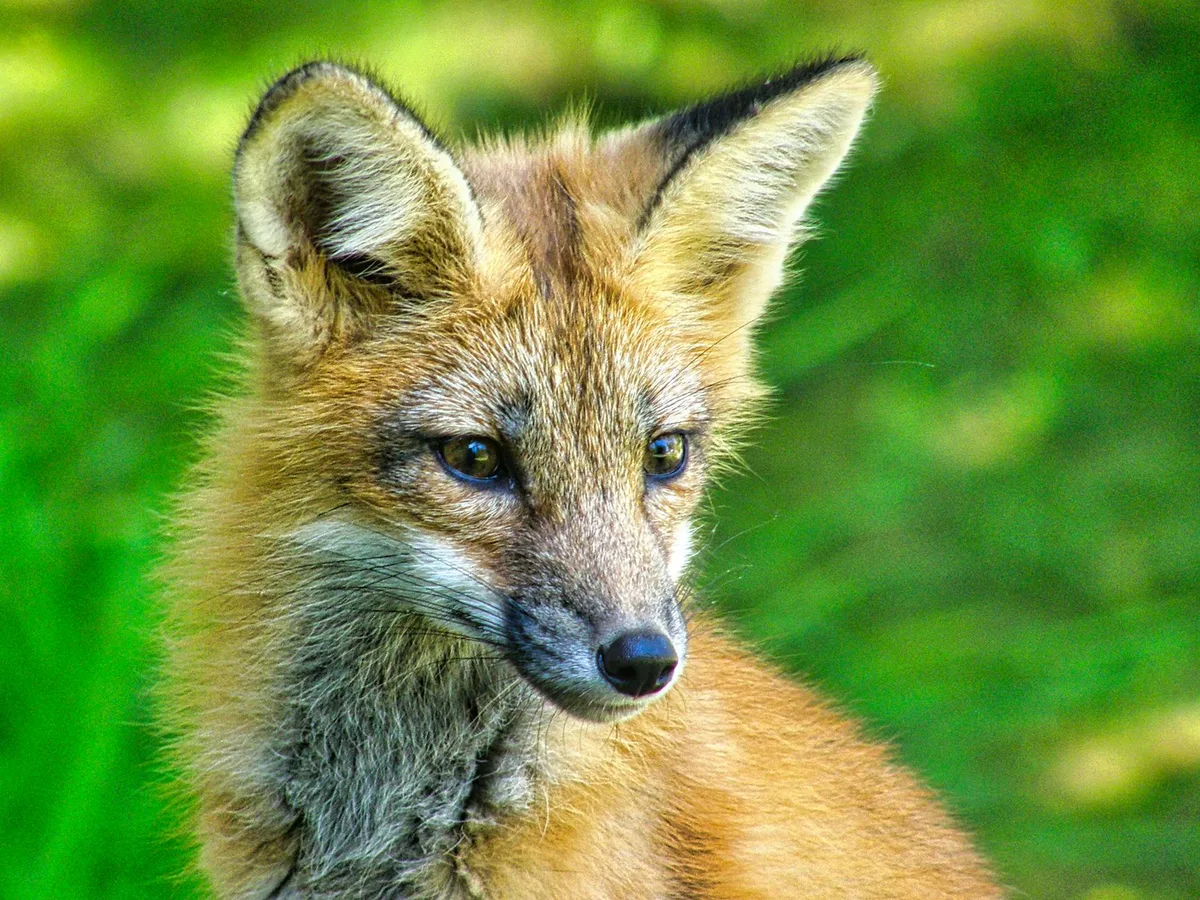 Faszinierendes Porträt eines Rotfuchses in üppiger grüner Umgebung.