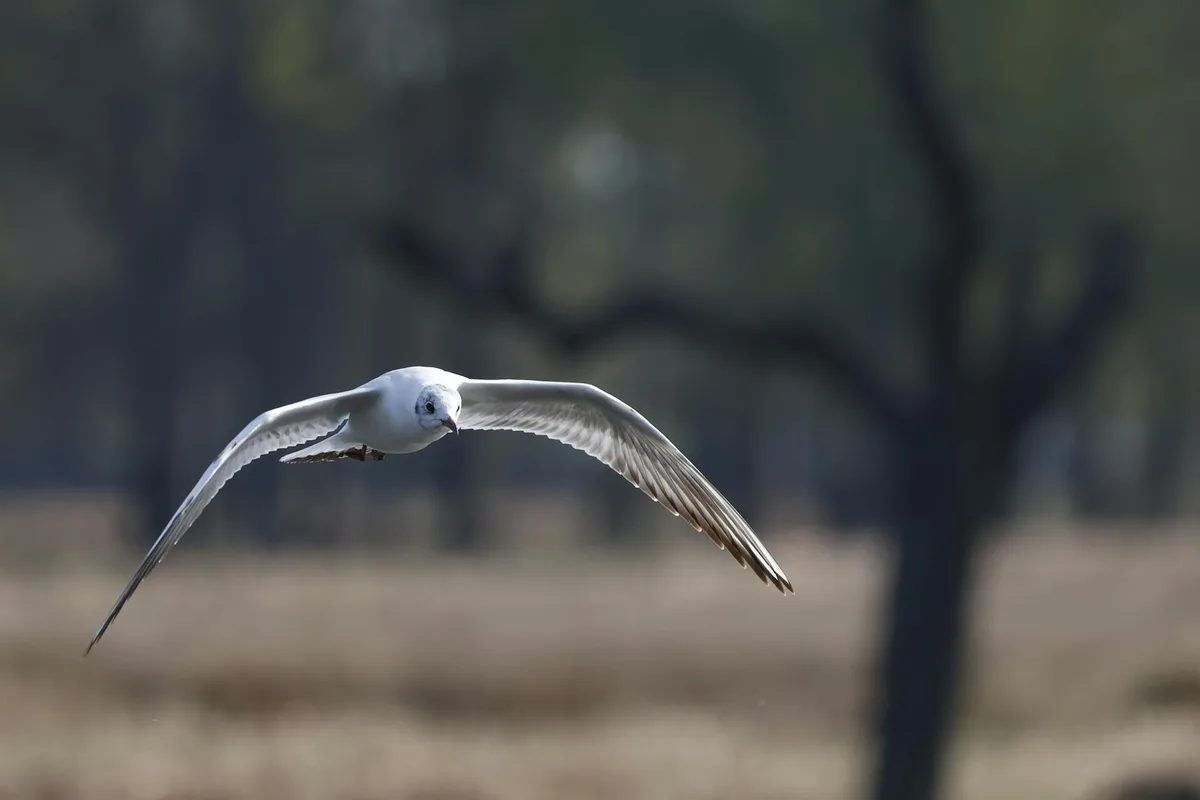 Mouette en vol dans un paysage serein, envergure déployée.