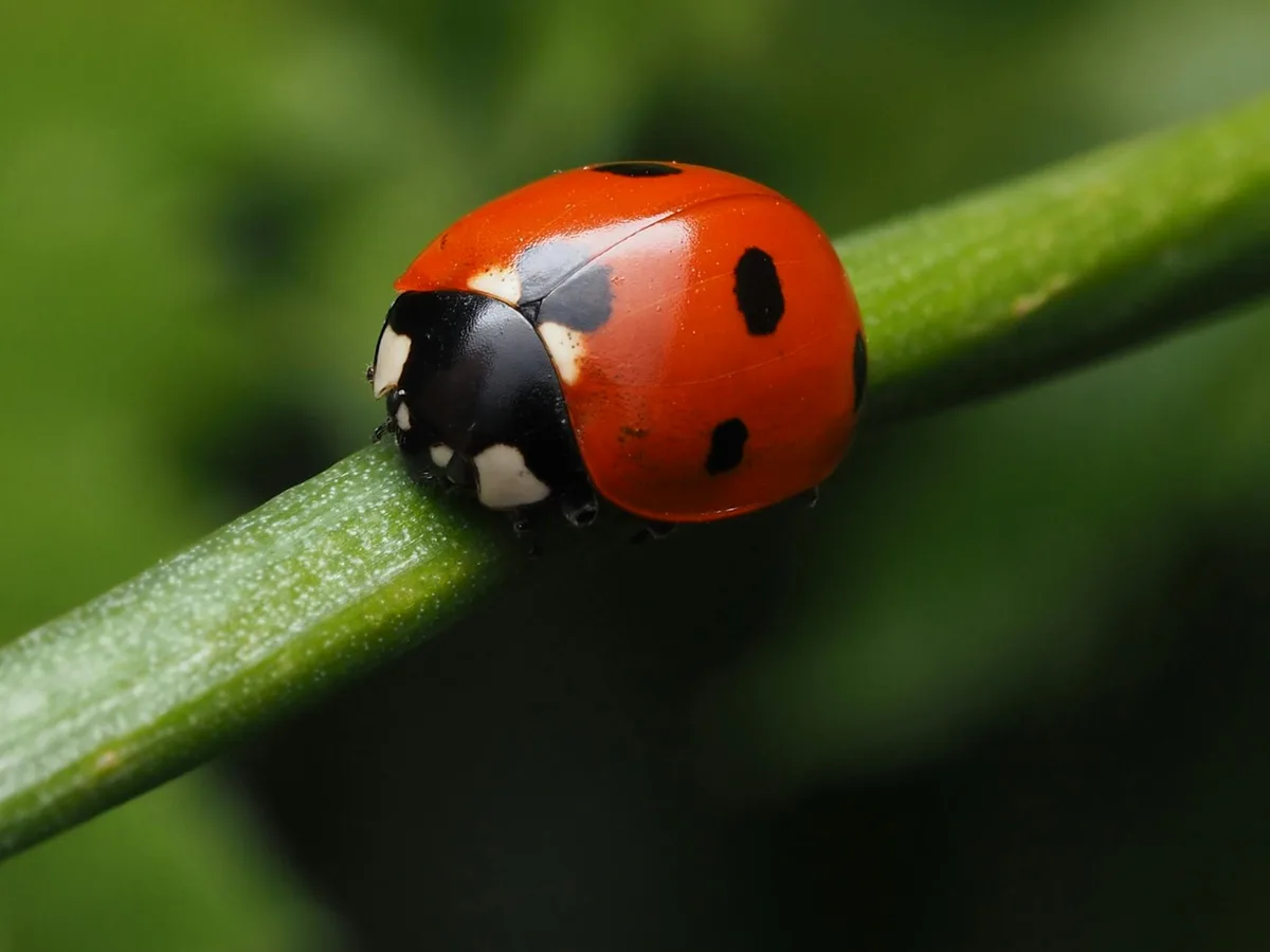 Nahaufnahme eines roten Marienkäfers mit schwarzen Punkten auf grünem Stiel – Naturdetails.