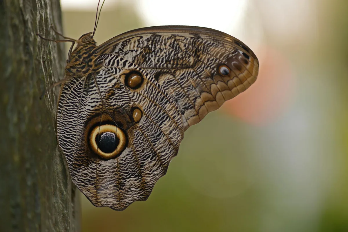 Primo piano di una farfalla gufo con intricati motivi alari.