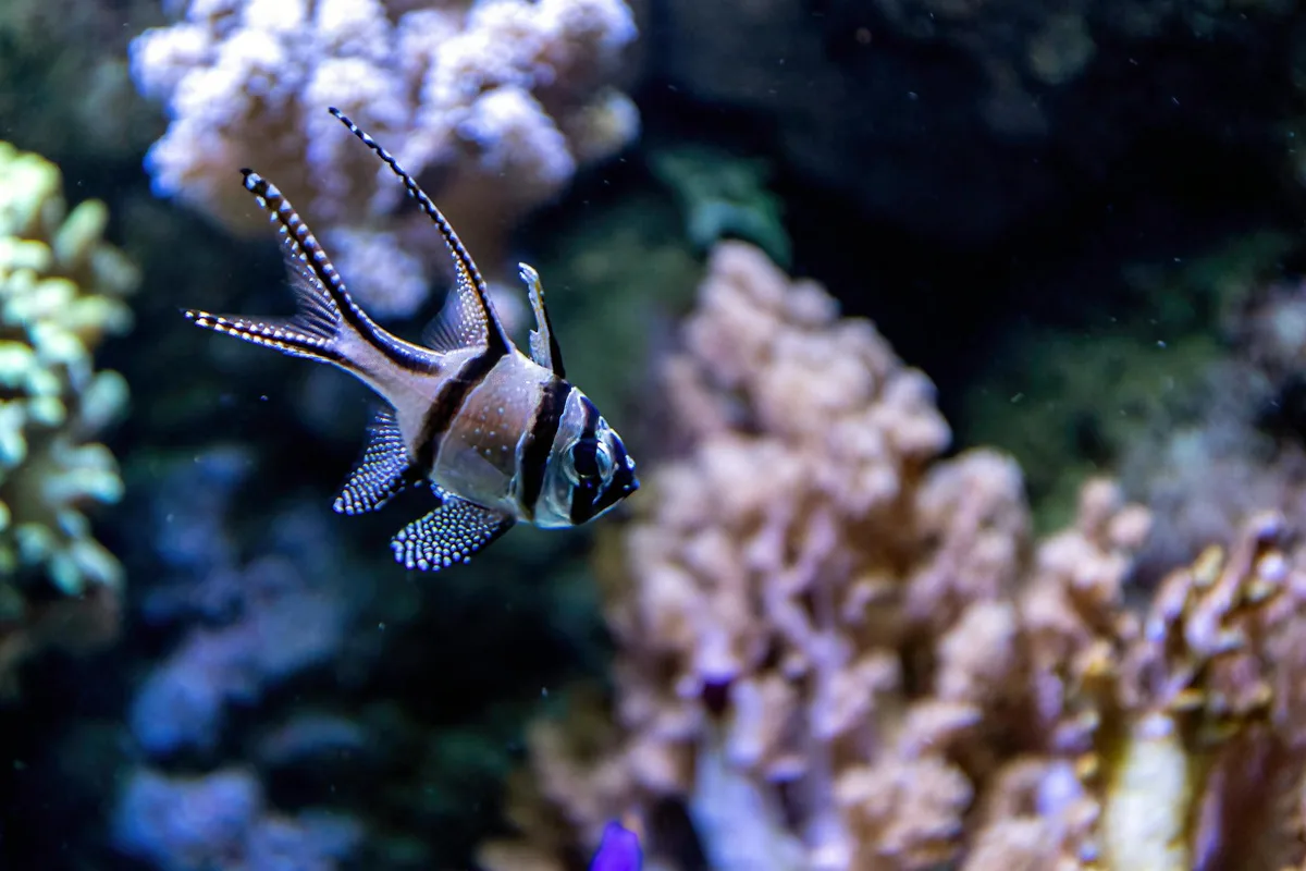 Nahaufnahme eines Banggai-Kardinalbarsches im Aquarium mit bunten Korallen.