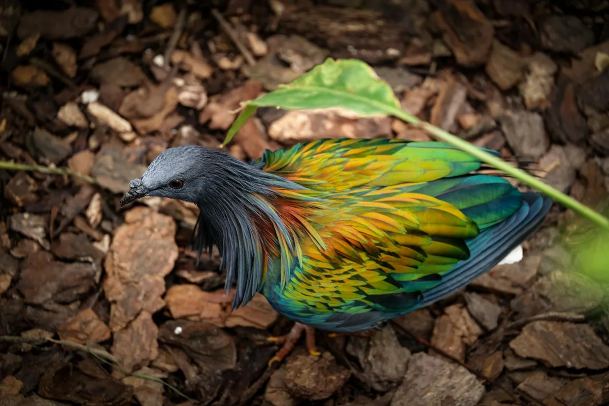Nahaufnahme einer farbenfrohen Nicobar-Taube mit lebendigem Gefieder auf Waldboden.
