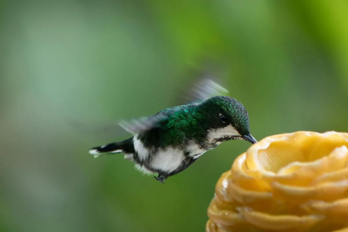 Nahaufnahme eines Kolibris beim Nektarsaugen mit lebendigen Farben und Naturschönheit.