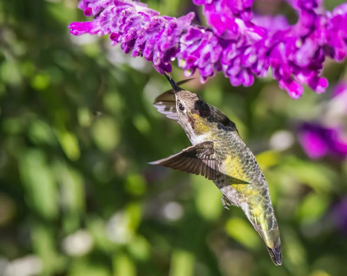 Nahaufnahme eines Kolibris an leuchtend violetten Blüten mit unscharfem grünen Hintergrund.