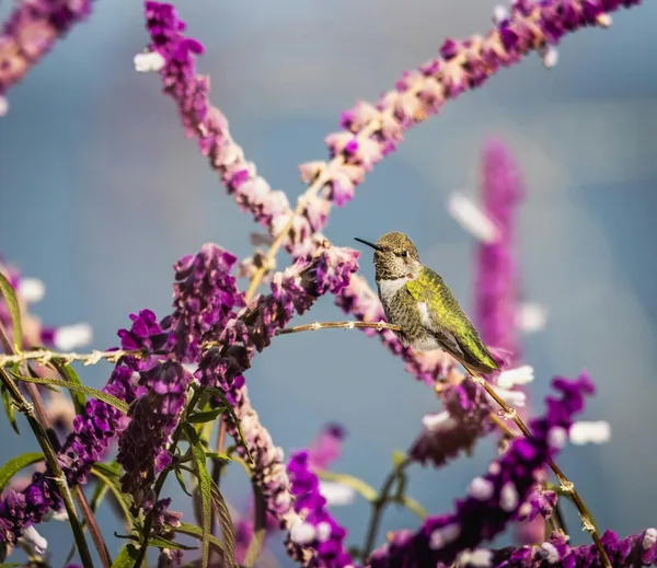 Colibrì appollaiato su fiori viola vivaci in ambiente naturale.