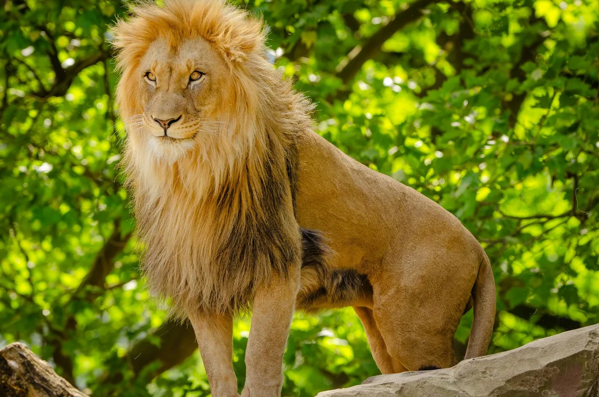 장엄한 아프리카 사자 근접 촬영, 야외에서 풍성한 갈기 자랑