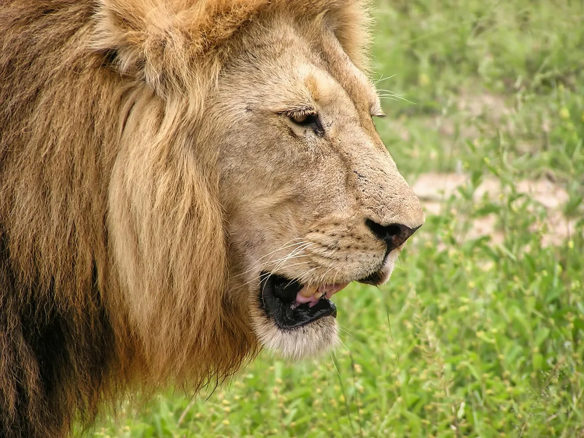 León majestuoso en sabana sudafricana, primer plano diurno.