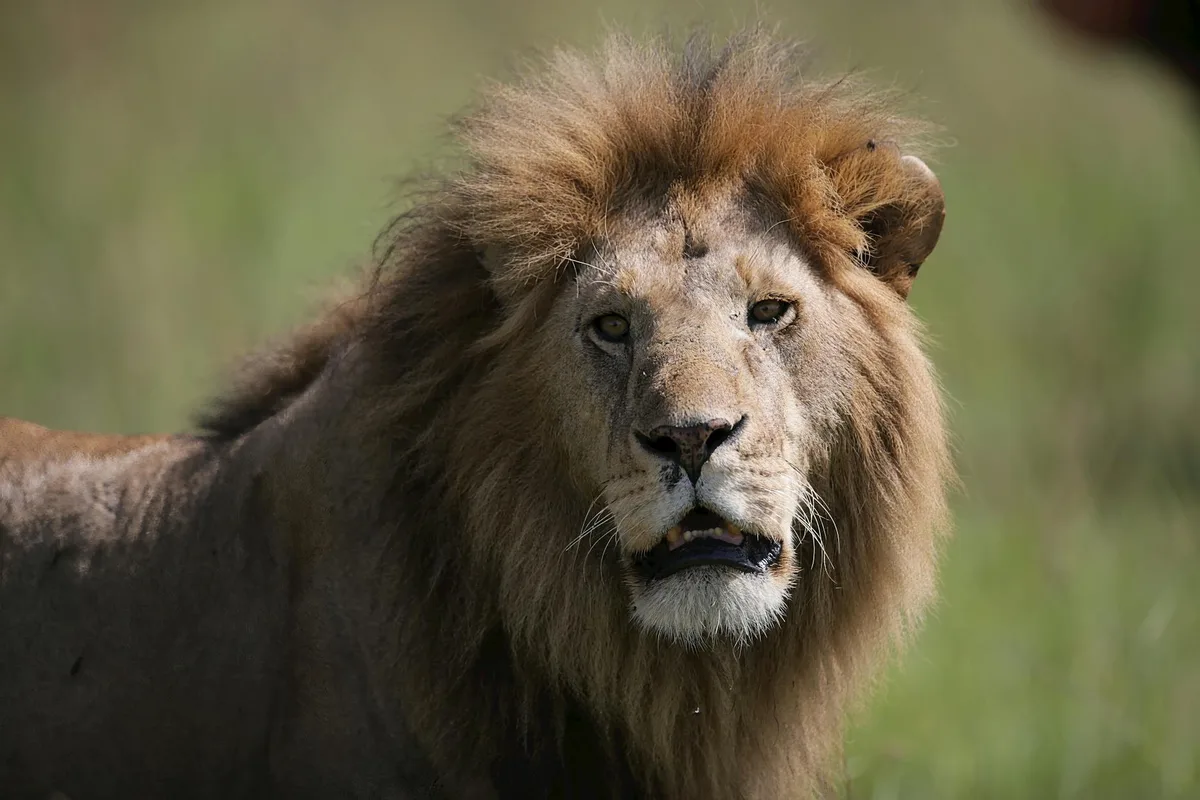 Крупный план величественного льва с мощным взглядом в естественной среде обитания.