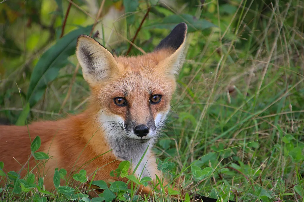 Volpe rossa in primo piano, foresta Catskill, pelo vivido.