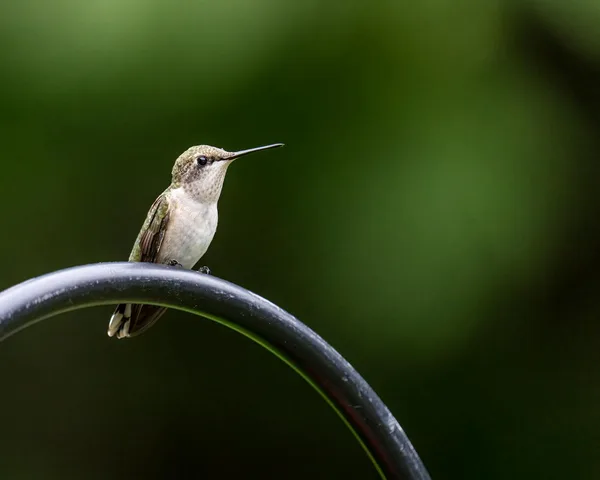 Primo piano di colibrì golarubino su arco metallico con sfondo verde sfocato.