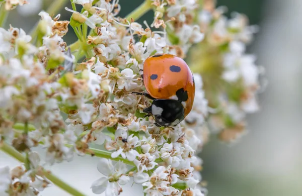 Close-up of a seven-spotted ladybug on delicate white flowers in a garden setting.