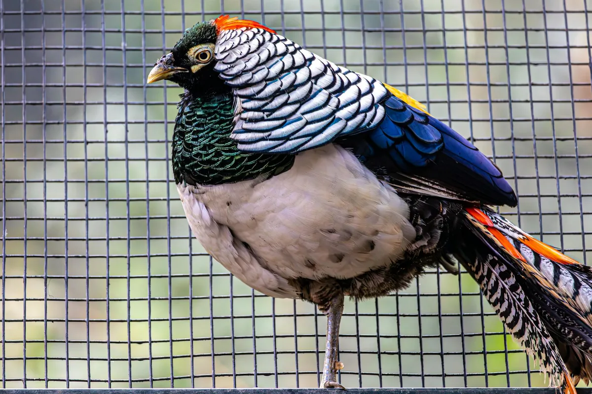 Close-up de faisão de Lady Amherst vibrante com fundo de gaiola