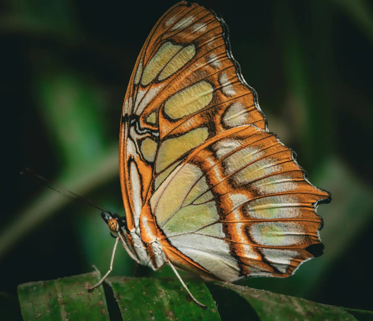 Primo piano di farfalla Malachite su foglia con sorprendenti motivi alari.
