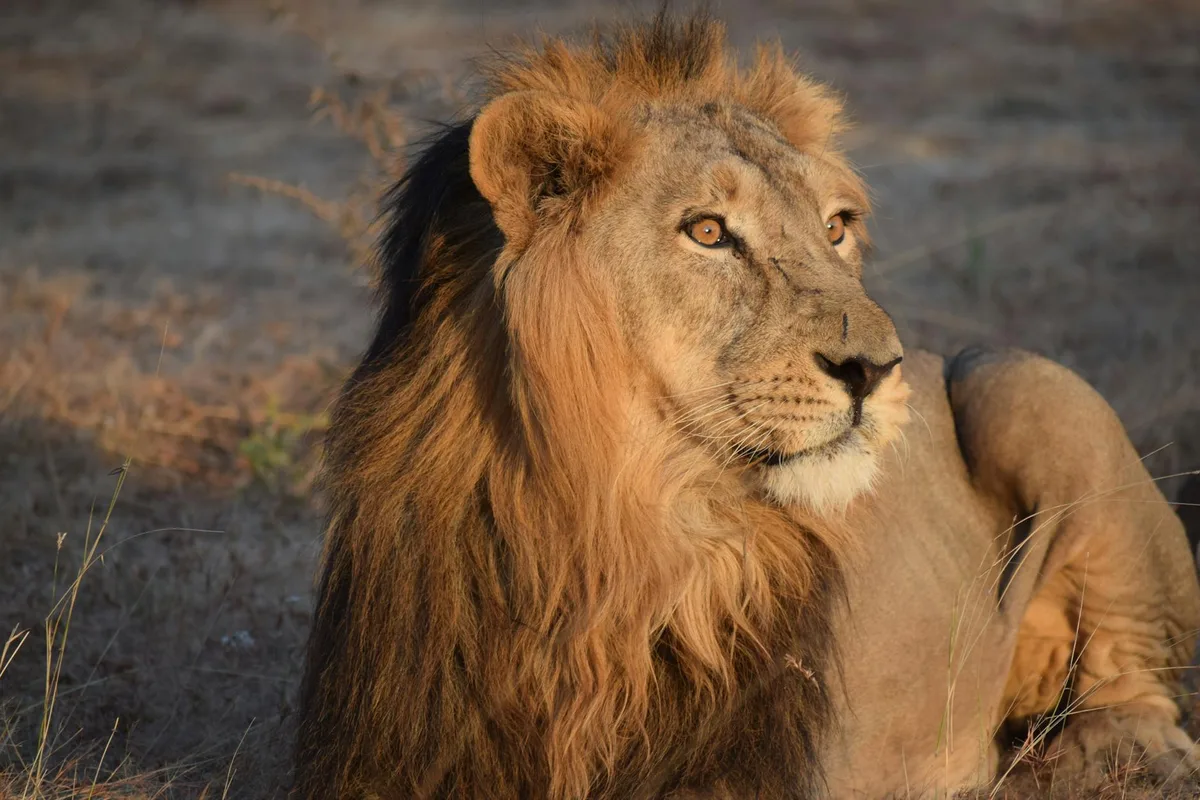 非洲狮在自然栖息地休憩的特写画面，突出其浓密鬃毛与威严神态